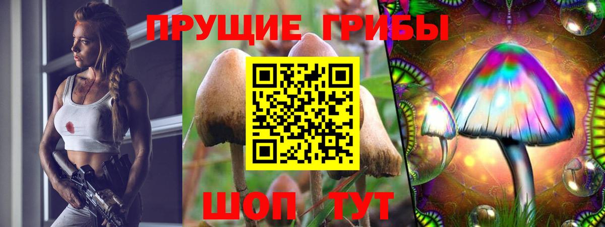 Галлюциногенные грибы Psilocybine cubensis Советский